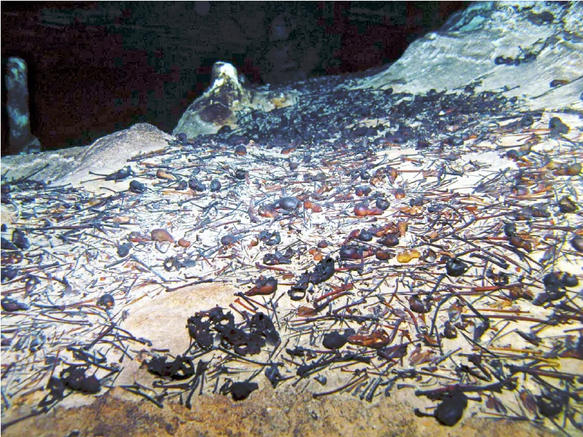 Achievements of DiveDominicana